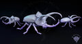 Giant Rhinoceros Beetle - Infestation - Mini Monster Mayhem - Sigmarite Boutique